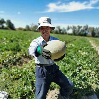 海南沙地晓蜜小蜜25号脆甜哈密瓜 4粒原箱装 单果1.3kg起总重6kg