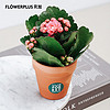 花加 flowerplus 绿植迷你长寿花双组装