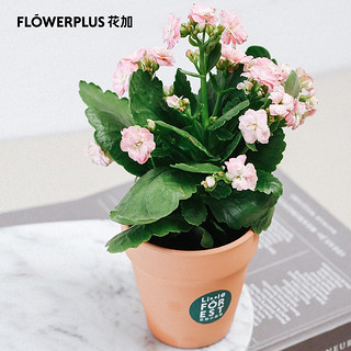 花加 flowerplus 绿植迷你长寿花双组装