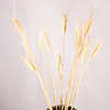 天然麦穗干花花束小麦穗拍照道具拍摄拍照背景真大麦子杂粮装饰品干花干草小麦仿真花仿真麦穗装饰植物干花真 米色一束30支