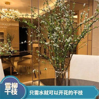 雪柳干枝水插花水培鲜花室内遇水开花客厅阳台观花绿植雪柳花鲜枝银柳水养年宵花卉植物 雪柳10支80厘米高 不含瓶