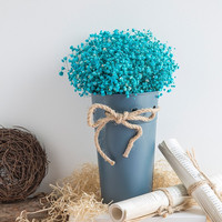 最新鲜花绿植大全 最新鲜花绿植报价及图片大全 第47页 什么值得买