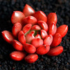 花无痕 多肉植物套装多款入门肉肉多肉盆栽多肉组合区办公室室内植物萌肉植物盆栽 精选5颗多肉 5个彩方盆 营养土 红宝石 花盆 营养土