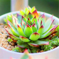 花无痕 多肉植物套装多款入门肉肉多肉盆栽多肉组合区办公室室内植物萌肉植物盆栽 精选5颗多肉 5个彩方盆 营养土 观音莲 花盆 营养土