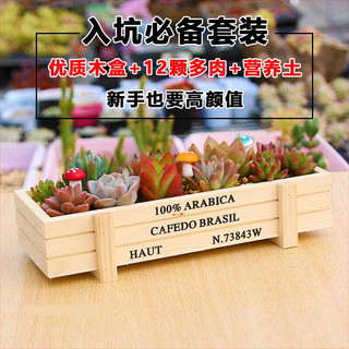 花无痕 多肉植物套装多款入门肉肉多肉盆栽多肉组合区办公室室内植物萌肉植物盆栽 精选5颗多肉 5个彩方盆 营养土 12颗多肉 木质花盆 营养土
