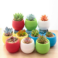 花无痕 多肉植物套装多款入门肉肉多肉盆栽多肉组合区办公室室内植物萌肉植物盆栽 精选5颗多肉 5个彩方盆 营养土 5颗多肉 石丸盆 营养土