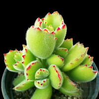 花无痕 多肉植物套装多款入门肉肉多肉盆栽多肉组合区办公室室内植物萌肉植物盆栽 精选5颗多肉 5个彩方盆 营养土 熊童子 花盆 营养土