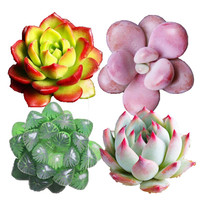 花无痕 多肉植物套装多款入门肉肉多肉盆栽多肉组合区办公室室内植物萌肉植物盆栽 精选5颗多肉 5个彩方盆 营养土 蒂亚桃蛋玉露吉娃娃精品多肉4颗 不含盆