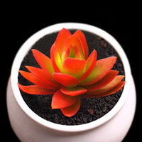 花无痕 多肉植物套装多款入门肉肉多肉盆栽多肉组合区办公室室内植物萌肉植物盆栽 精选5颗多肉 5个彩方盆 营养土 火祭 花盆 营养土