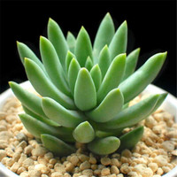 花无痕 多肉植物套装多款入门肉肉多肉盆栽多肉组合区办公室室内植物萌肉植物盆栽 精选5颗多肉 5个彩方盆 营养土 玉珠帘 花盆 营养土