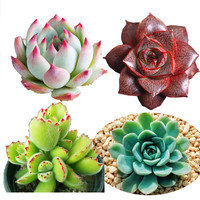 花无痕 多肉植物套装多款入门肉肉多肉盆栽多肉组合区办公室室内植物萌肉植物盆栽 精选5颗多肉 5个彩方盆 营养土 多肉吉娃娃大和锦熊童子月亮仙子精品多肉4颗不含盆