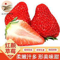 丹东 99红颜草莓新鲜水果九九牛奶大草莓现摘现发生鲜新鲜水果年货礼盒 3斤推荐装