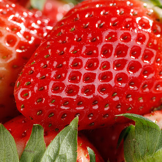 丹东 99红颜草莓新鲜水果九九牛奶大草莓现摘现发生鲜新鲜水果年货礼盒 3斤推荐装 3斤中果实惠装