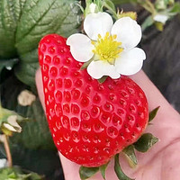 丹东九九红颜奶油草莓 新鲜水果 节日礼品女生礼物 现摘牛奶油草莓 中大果带箱3斤 带箱3斤装中果