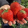 顺丰快递 牛奶草莓红颜\/淡雪草莓 当季鲜草莓 鲜果现发 当季网红水果 红颜草莓3斤大果EMS空运