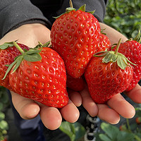顺丰快递 牛奶草莓红颜\/淡雪草莓 当季鲜草莓 鲜果现发 当季网红水果 红颜草莓3斤大果EMS空运 淡雪草莓500g