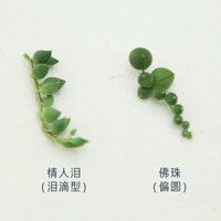 情人泪多肉植物盆栽佛珠垂吊珍珠吊兰肉肉垂吊多肉植物 圆佛珠3根(单根长约4-6cm) 不含盆