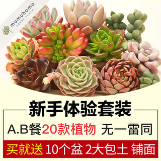 云南多肉植物新手套餐肉肉植物多肉组合绿植盆栽花卉多肉花盆包邮 标准版B（送：10个黑盆+2L土+100ML铺面） 含盆