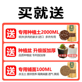 云南多肉植物新手套餐肉肉植物多肉组合绿植盆栽花卉多肉花盆包邮 标准版B（送：10个黑盆+2L土+100ML铺面） 含盆