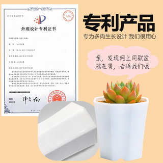 云南多肉植物新手套餐肉肉植物多肉组合绿植盆栽花卉多肉花盆包邮 标准版B（送：10个黑盆+2L土+100ML铺面） 含盆