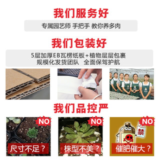 云南多肉植物新手套餐肉肉植物多肉组合绿植盆栽花卉多肉花盆包邮 标准版B（送：10个黑盆+2L土+100ML铺面） 含盆