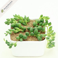 MUMUHOME 情人泪多肉植物盆栽佛珠垂吊珍珠吊兰肉肉垂吊多肉植物