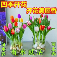 水培四季郁金香盆栽花卉植物客厅绿植花卉大全养不死 混色 12棵+礼品