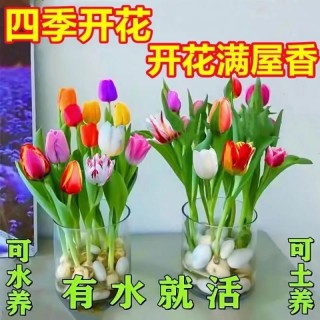 水培四季郁金香盆栽花卉植物客厅绿植花卉大全养不死混色12棵 礼品 报价价格评测怎么样 什么值得买