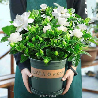 栀子花盆栽室内花卉绿植水培除甲醛植物小盆栀子花 育苗盆 送肥精选 特大栀子花带花苞 加仑盆 赠肥 报价价格评测怎么样 什么值得买