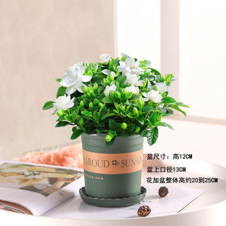 栀子花盆栽室内花卉绿植水培除甲醛植物小盆栀子花 育苗盆 送肥大盆栀子花带花苞 绿加仑盆 送肥 报价价格评测怎么样 什么值得买