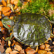 龟真寿 小巴西龟 1对（5-6cm）活物乌龟活体宠物龟绿色招财龟情侣龟长寿红耳龟水龟