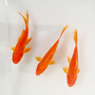 易萌 草金鱼3-5cm 5条
