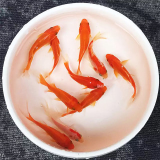 易萌冷水鱼淡水观赏鱼草小金鱼苗活体鱼好养耐活懒人养锦鲫小红鱼草金鱼3 5cm 5条草金鱼3 5cm 条 报价价格评测怎么样 什么值得买