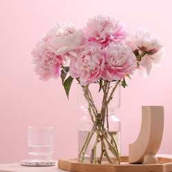 花加鲜花绿植 Flowerplus 花加芍药季白色山东芍药8枝美观鲜切主题花居家桌面客厅美观花束 5月5日起陆续发货 多少钱 什么值得买