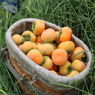 鸢语 高山脆柿子 1.25kg