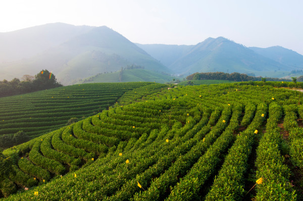 背靠茶园安吉帐篷客溪龙茶谷酒店徽派景观房单1晚含早双人下午茶有机