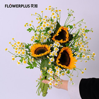 FlowerPlus 花加 向日葵3枝+洋甘菊10枝 鲜花速递