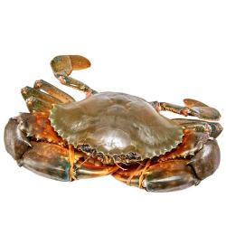 yuepw 鲜活特大青蟹肉蟹 250g