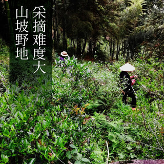 上清老街 藏香 桐木关正山小种 红茶 100g