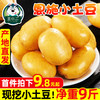 恩施小土豆现挖新鲜黄土豆9斤当季蔬菜整箱迷你马铃薯洋芋10包邮
