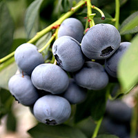 鲜姿 辽宁鲜果蓝莓大果 125g*4盒（果径15-18mm）