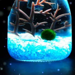 CAITI 采缇 海藻球生态小夜灯 蓝白配 含1颗1岁球球
