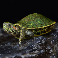 龟真寿  绿壳巴西龟 1只(3-4cm)