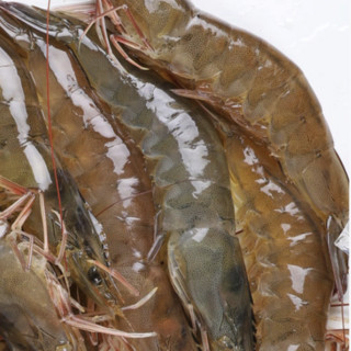 沃鲜汇 冰鲜大虾 单只14-16cm 2kg