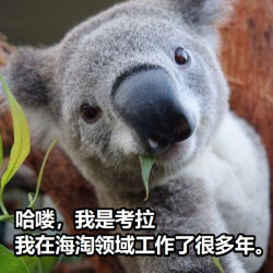 考拉海购突然发力！“猫狗”表示十分害怕！！
