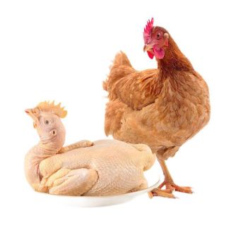 wens温氏跑步小土鸡650g