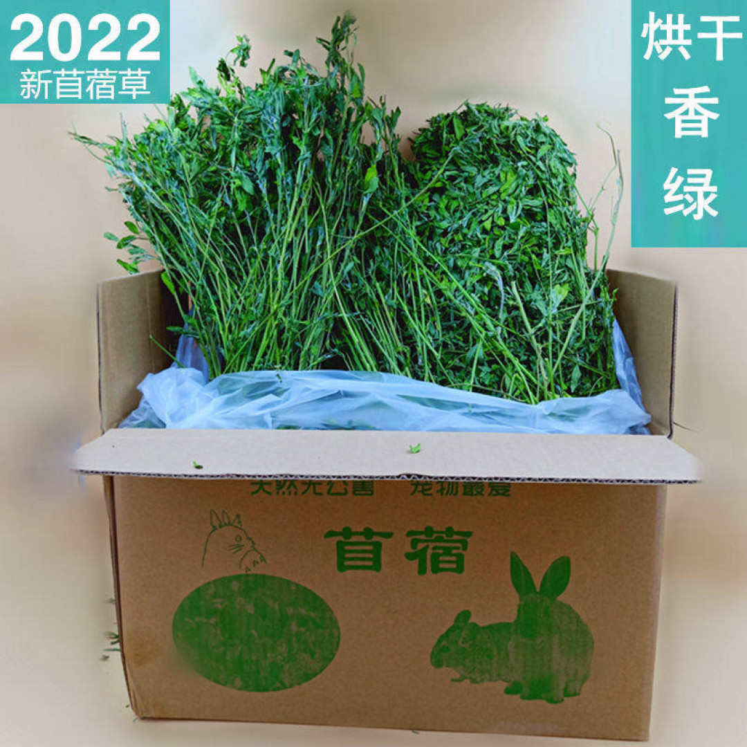 宠物圈 异宠｜即使骨折也不会叫？兔兔那么坚强，怎么......不想养一只兔兔呢？