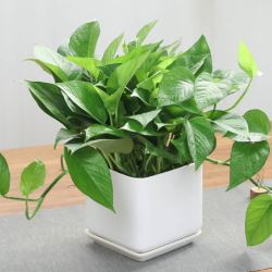 小绿萝盆栽植物吸甲醛室内盆景花卉净化空气绿植