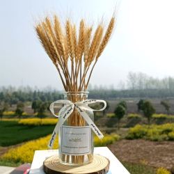 春速 田园干花麦穗 20支+花瓶
