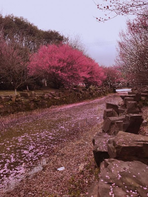 沐浴森氧、畅泡温泉！苏州树山书香世家温泉酒店 雅致房1晚含早+2大1小温泉